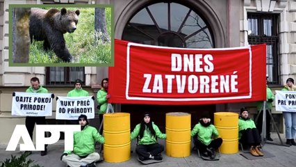 Greenpeace Blocks Slovak Environment Ministry Over Bear Culling Fury | APT