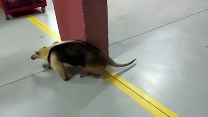 Tamanduá invade casa e surpreende moradores em SC; VÍDEO