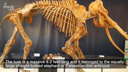 This Fossilized Tusk Stuns Paleontologists!