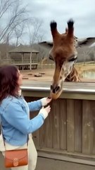 Giraffe Grabs Woman and Drags Her Away! (High Shock Value)