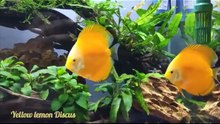 Freshwater Yellow Lemon Discus Fish Aquarium Tank