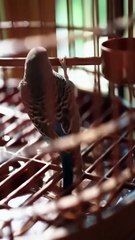 (3) Completed. Six years ago, she had a one-night stand and became pregnant with twins. Six years later, her daughter fell ill, and she had no choice but to find the man from that night. Unexpectedly, he turned out to be a powerful fox spirit. Her two chi