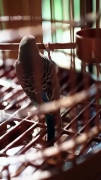 (3) Completed. Six years ago, she had a one-night stand and became pregnant with twins. Six years later, her daughter fell ill, and she had no choice but to find the man from that night. Unexpectedly, he turned out to be a powerful fox spirit. Her two chi