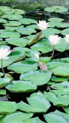 (3) After unexpectedly saving the heir of the Li family, she became his only favorite. After being brought back to the wealthy family, she was ridiculed by everyone as a country bumpkin unworthy of the title of Mrs. Li. Yet, at a banquet amidst widespread