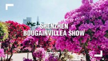 The 2025 Shenzhen Bougainvillea Flower Show in China 🌸