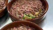 Makanan Extreme " Cacing Laut "