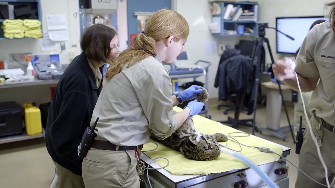 This Clouded Leopard Cub Has to Pass a Very Important Health Exam!