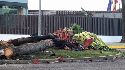 Las impactantes imágenes del accidente de Cayetano Rivera en Sevilla: así ha quedado la rotonda donde estrelló su vehículo