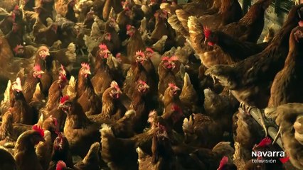 La gripe aviar obliga a confinar 21 granjas en Navarra