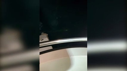 Uno squalo volpe davanti la Feniglia a Porto Ercole