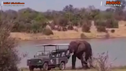 Wild Rescue: Elephant Pushes Safari Jeep Free from Mud