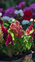 I Flash Married My Best Friend   All Episodes - ReelShort - #abel #shortfilm