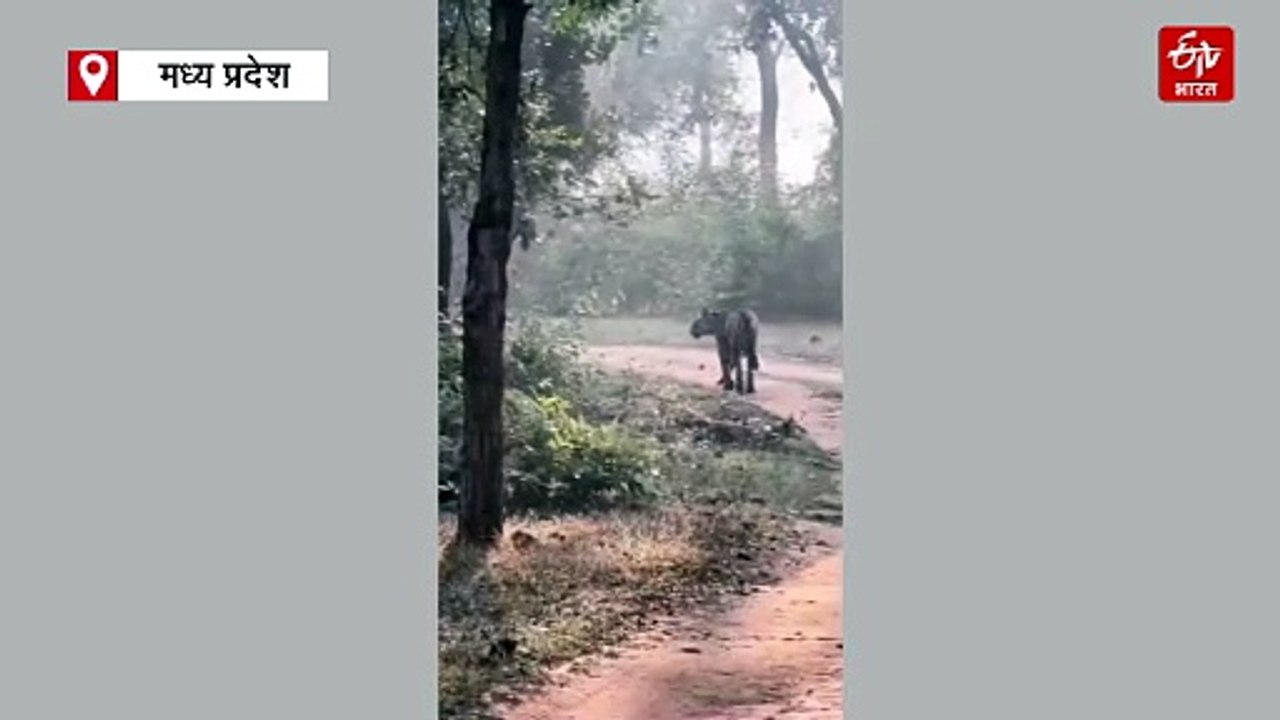 बांधवगढ़ की बुजुर्ग तारा के लिए पर्यटक बोले झलक दिखला जा, पुजारी का मिला प्यार
