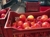 Une récolte de pommes en baisse cette année à cause des pucerons - Reportage TL7 - TL7, Télévision loire 7