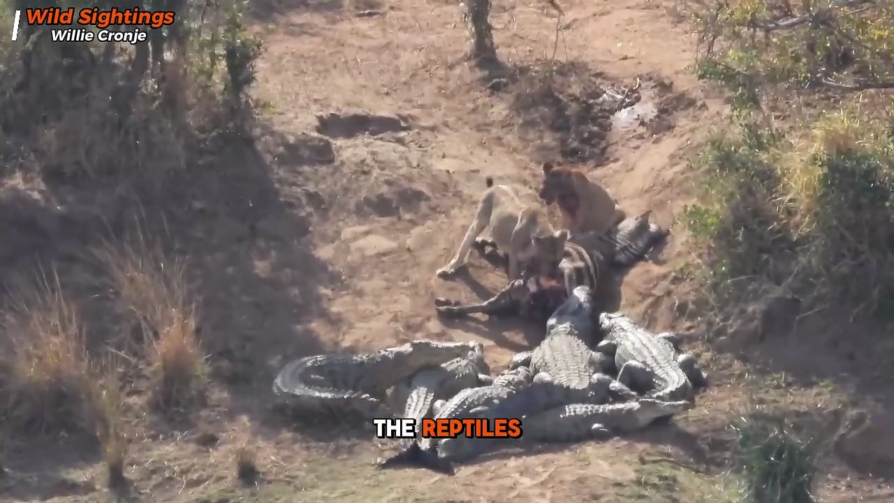 Lion vs 12 Crocodiles: Insane Battle Over Zebra