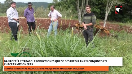 Ganadería y tabaco producciones que se desarrollan en conjunto en chacras misioneras