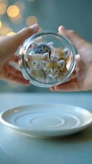 So Cute You’ll Melt! 😻 Tiny Kittens Playing in a Bowl 🐾💕