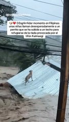 Inundaciones en Filipinas: Un perrito es arrastrado por la corriente (Video)