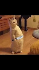 This Made Everyone Laugh Hard 😂 | Funniest Reaction Ever #shorts #viral