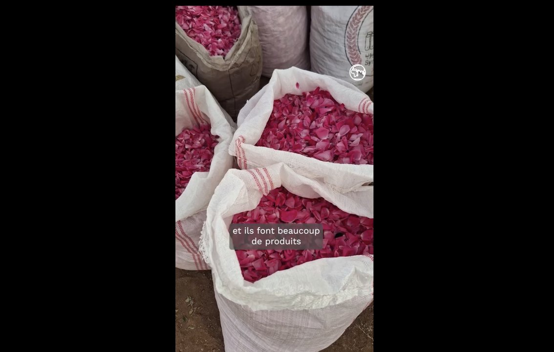 À la recherche de la rose de Damas: une culture meurtrie par la guerre
