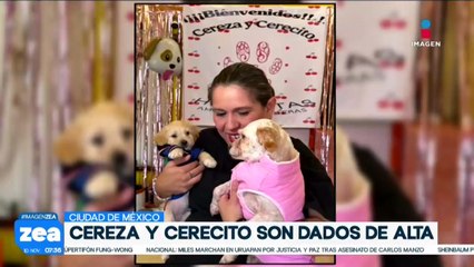 Cereza y Cerecito, perritos que resultaron heridos tras explosión en Iztapalapa, son dados de alta