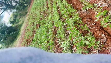 Carro roubado capota após fuga em alta velocidade na BR-369 entre Corbélia e Cascavel