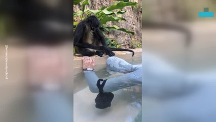 Monkey Helps Human Practice Freediving