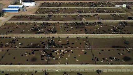 Detectan y controlan primer caso de Gusano Barrenador en Los Altos Norte de Jalisco