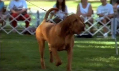 La Guía Máxima de los Perros: Todo lo Que Debes Saber sobre Ellos