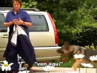 Adiestrar Perros: Aprende Obediencia Básica de Manera Efectiva