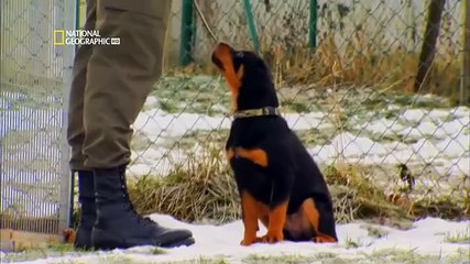 Documental Perros Extraordinarios: Descubre Su Sexto Sentido