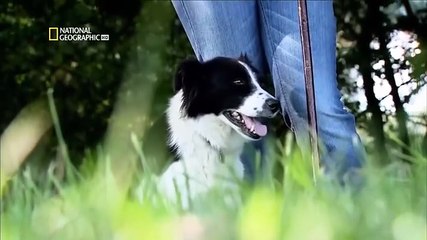 Documental Perros Extraordinarios: La Lealtad Más Allá de lo Común