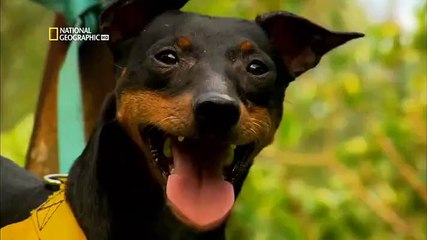 Documental Perros extraordinarios El instinto un sexto sentido I
