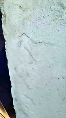 Escola indígena de Palmeira dos Índios é alvo de tiros