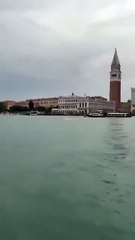 🇮🇹🐬 Un dauphin sauvage aperçu dans les eaux de Venise, près de la place Saint-Marc.