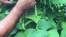 How to harvest pole beans?