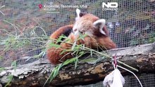 Детёныши красной панды впервые увидели снег в американском зоопарке