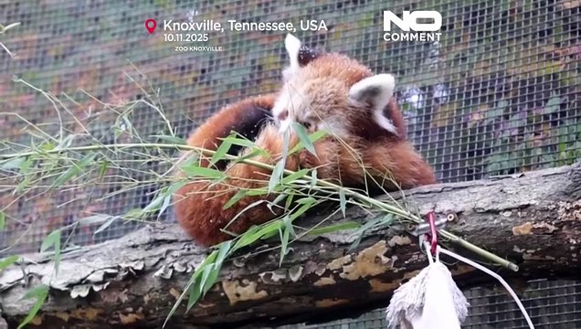 Детёныши красной панды впервые увидели снег в американском зоопарке