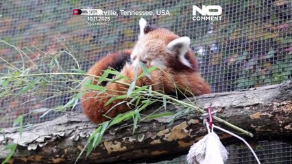 Estados Unidos: crias de panda-vermelho veem neve pela primeira vez num zoo