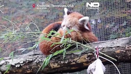 Cuccioli di panda rosso scoprono la neve per la prima volta in uno zoo negli Stati Uniti