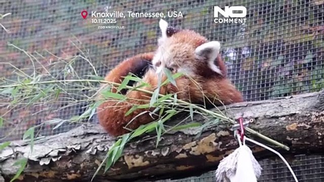 Cuccioli di panda rosso scoprono la neve per la prima volta in uno zoo negli Stati Uniti