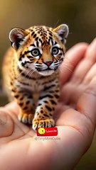 Leopard Cub or Fluffy Cat_ You Decide 🐆💖 #shorts #cute #viral #viralvideo #viralshorts #shortvideo