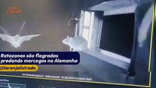 Ratazanas são flagradas predando morcegos na Alemanha