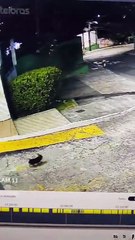 Cachorro é levado após descer de carro em Salvador; família faz apelo pela devolução