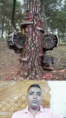 গাছ কাটার পদ্ধতি পাল্টে দিচ্ছে হারভেস্টার Learning Time BD