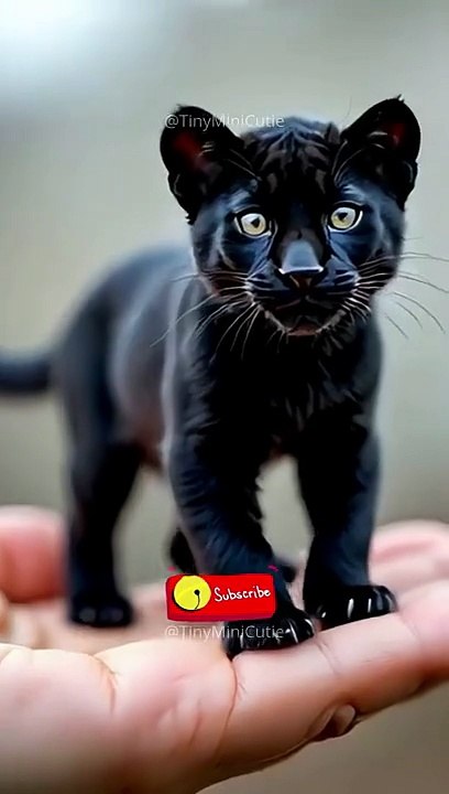 OMG, A Baby Black Panther! 🐈_⬛😍 #blackpanther #babyanimal #shorts #viral #bigcat #wildlife #adorable