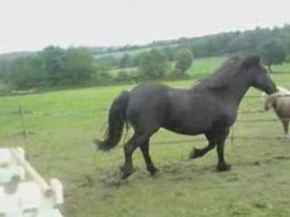 orris