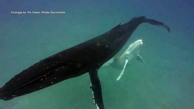 Rare albino humpback whale may be spotted off Illawarra