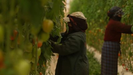 Tomates marroquíes: el lado oscuro de las megagranjas de Agadir