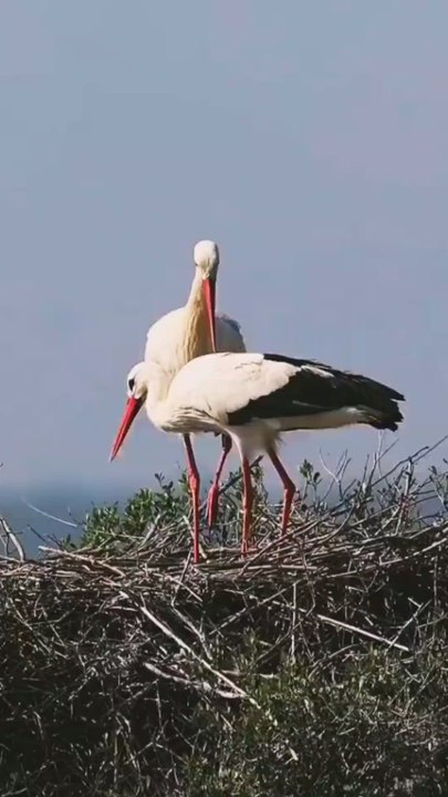 The cranes are performing a mating ritual